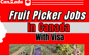 Fruit Picking Jobs in Canada with Visa Sponsorship 2024 2025